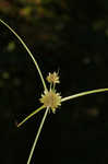 Great plains flatsedge